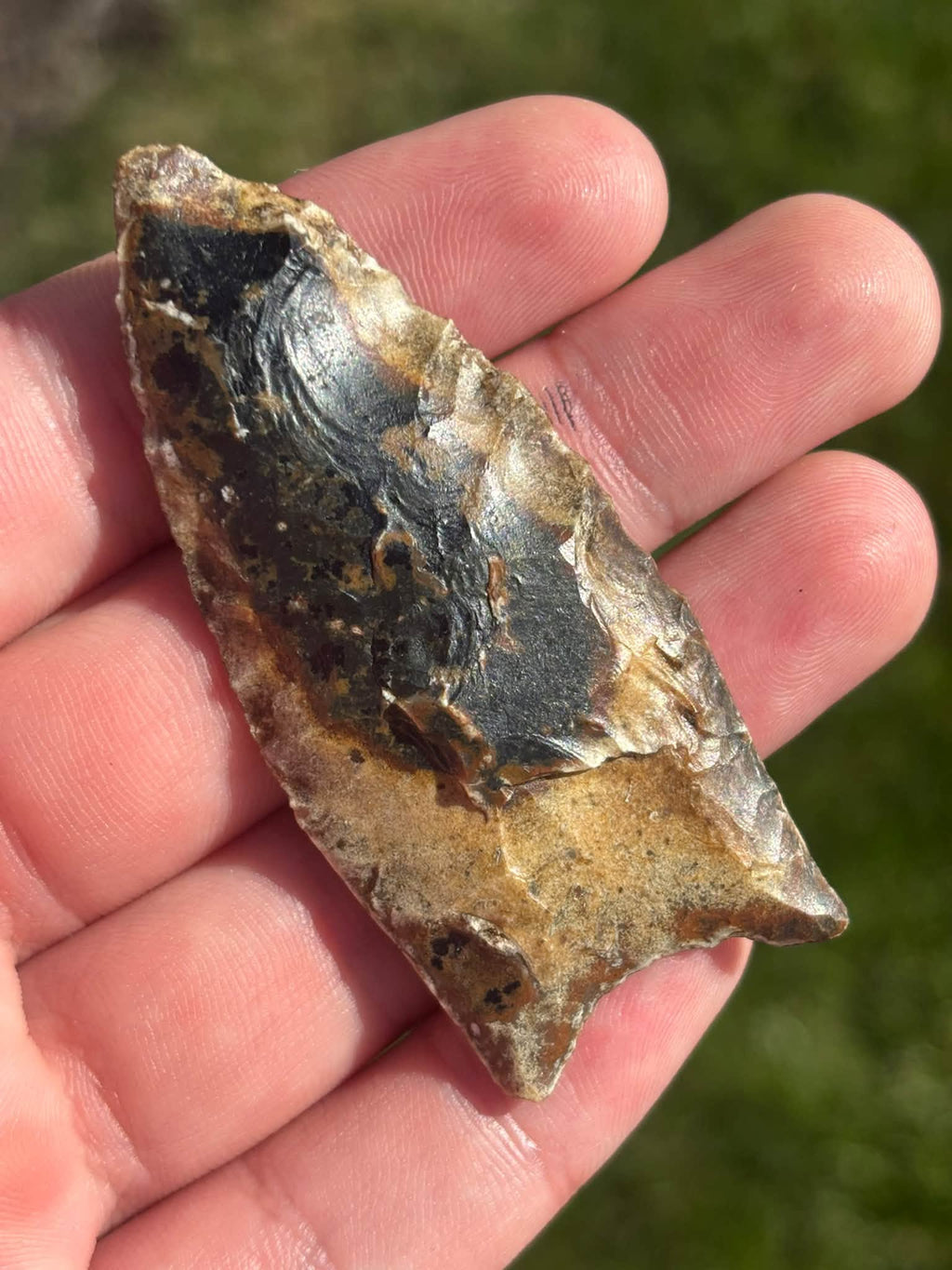 2¾-inch River Candy Clovis from Suwannee County, Florida, held in a hand; dark fluted face with golden-brown edges.