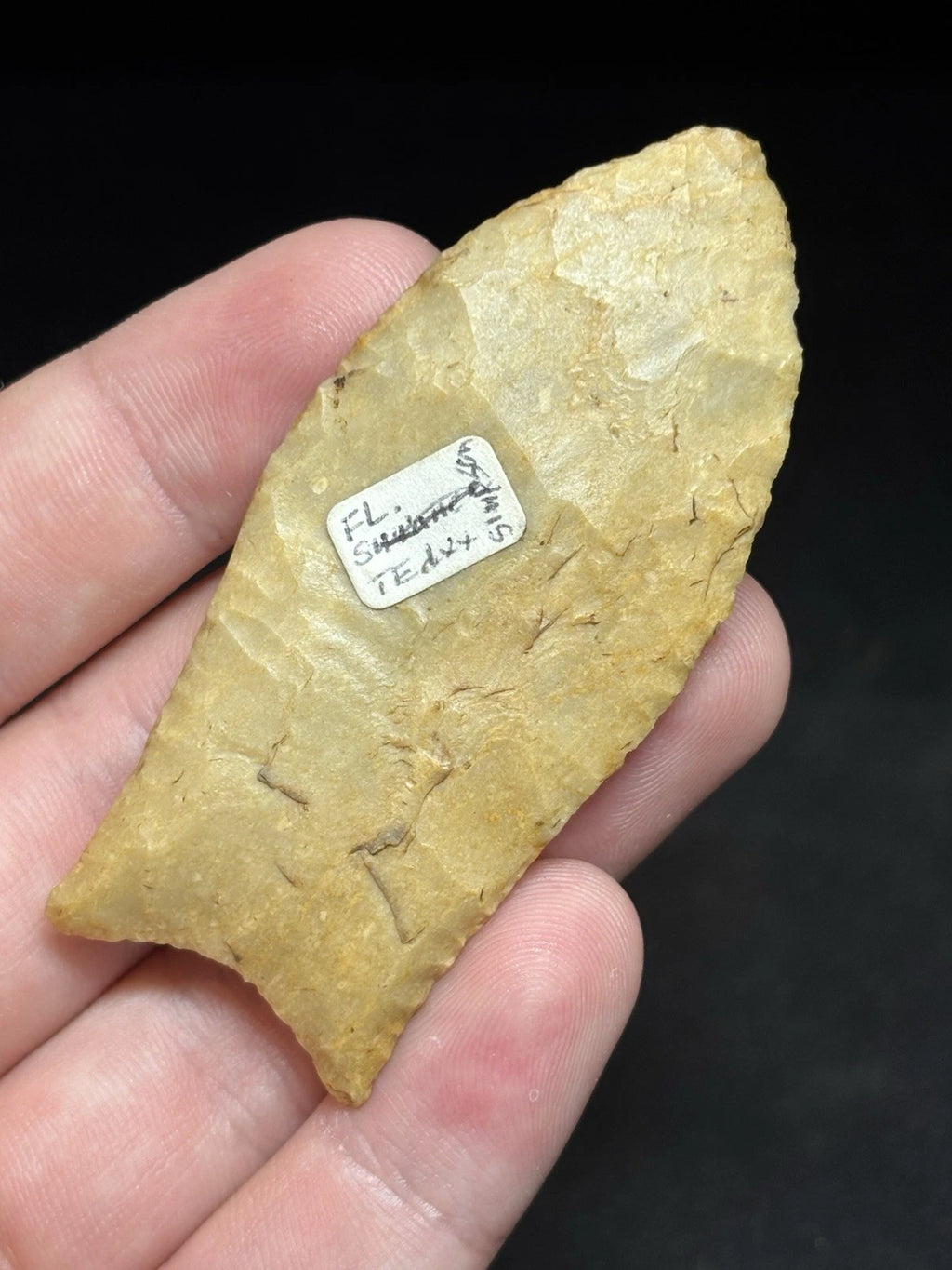 2 13/16″ Paleo Simpson — Florida